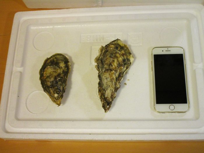 牡蠣の大きさをiPhoneと比較